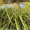 #1 Grass Carex Pensylvanica/ Pennsylvania Sedge Native (TN) -Garden Plant Store 1 grass carex pensylvanica pennsylvania sedge nati