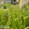 #1 Grass Carex Stricta/ Tussock Sedge Native (TN) -Garden Plant Store 1 grass carex stricta tussock sedge native tn