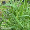 #1 Grass Elymus Hystrix/ Bottlebrush Native (TN) -Garden Plant Store 1 grass elymus hystrix bottlebrush native tn