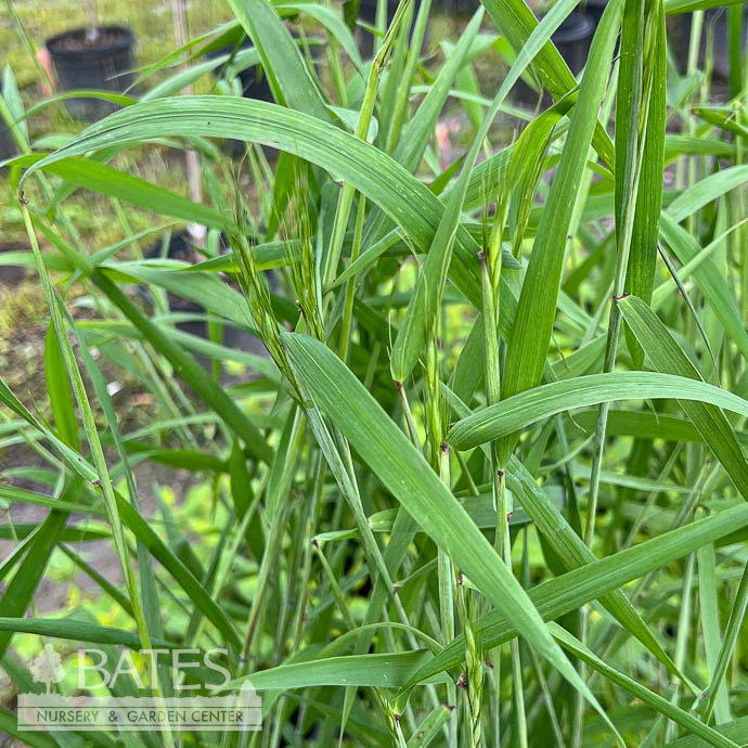 #1 Grass Elymus Hystrix/ Bottlebrush Native (TN) 3 #1 Grass Elymus Hystrix/ Bottlebrush Native (TN)