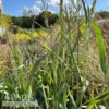 #1 Grass Panicum Virg Dallas Blues/ Switch Native (TN) -Garden Plant Store 1 grass panicum virg dallas blues switch native tn