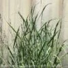 #1 Grass Panicum Virg Heavy Metal/ Switch Native (TN) -Garden Plant Store 1 grass panicum virg heavy metal switch native tn