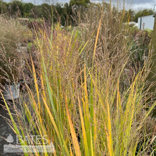 #1 Grass Panicum Virg Northwind/ Switch Native (TN) - Image 2