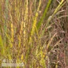 #1 Grass Panicum Virg Northwind/ Switch Native (TN) -Garden Plant Store 1 grass panicum virg northwind switch native tn