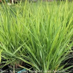 #1 Grass Panicum Virg Northwind/ Switch Native (TN) -Garden Plant Store 1 grass panicum virg northwind switch native tn 2