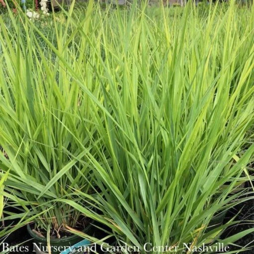 #1 Grass Panicum Virg Northwind/ Switch Native (TN) - Image 3