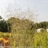 #1 Grass Panicum Virg Prairie Sky/ Switch Native (TN) -Garden Plant Store 1 grass panicum virg prairie sky switch native tn