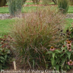 #1 Grass Panicum Virg Red Flame/ Switch Native (TN) -Garden Plant Store 1 grass panicum virg red flame switch native tn 1