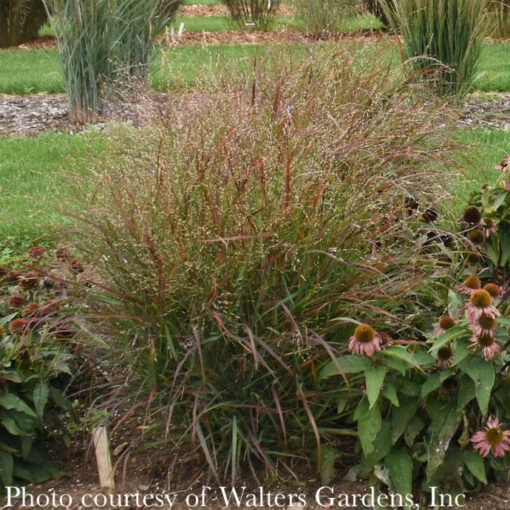 #1 Grass Panicum Virg Red Flame/ Switch Native (TN) - Image 2