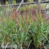 #1 Grass Panicum Virg Red Flame/ Switch Native (TN) -Garden Plant Store 1 grass panicum virg red flame switch native tn