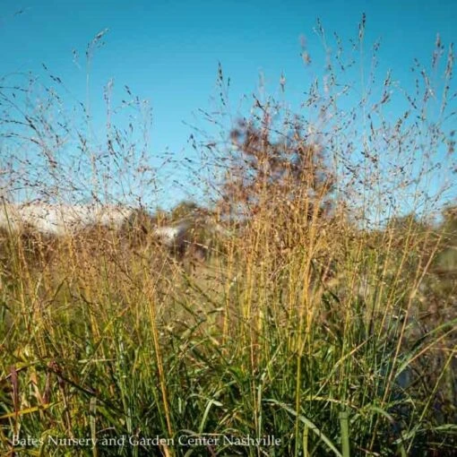 #1 Grass Panicum Virg Shenandoah/ Switch Native (TN) - Image 2