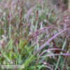 #1 Grass Panicum Virg Shenandoah/ Switch Native (TN) -Garden Plant Store 1 grass panicum virg shenandoah switch native tn