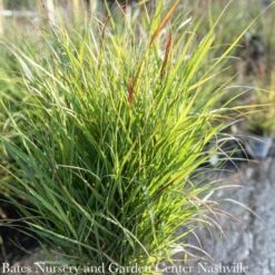 #1 Grass Panicum Virg Shenandoah/ Switch Native (TN) -Garden Plant Store 1 grass panicum virg shenandoah switch native tn 2