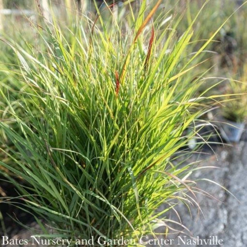 #1 Grass Panicum Virg Shenandoah/ Switch Native (TN) - Image 3