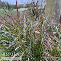#1 Grass Panicum Virg Shenandoah/ Switch Native (TN) -Garden Plant Store 1 grass panicum virg shenandoah switch native tn 3