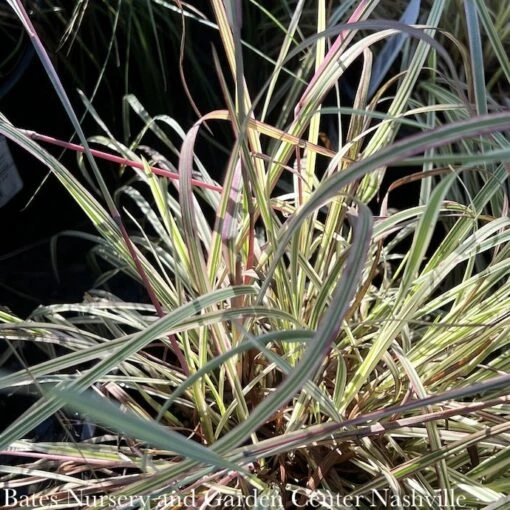 #1 Grass Schizachyrium Schop Shining Star/ Little Bluestem Native (TN)
