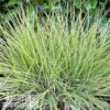 #1 Grass Schizachyrium Scop Jazz/ Little Bluestem Native (TN)