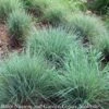 #1 Grass Schizachyrium Scop Prairie Blues/ Little Bluestem Native (TN) -Garden Plant Store 1 grass schizachyrium scop prairie blues little bl