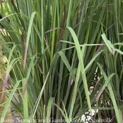 #1 Grass Schizachyrium Scop Standing Ovation/ Little Bluestem Native (TN) -Garden Plant Store 1 grass schizachyrium scop standing ovation little 1