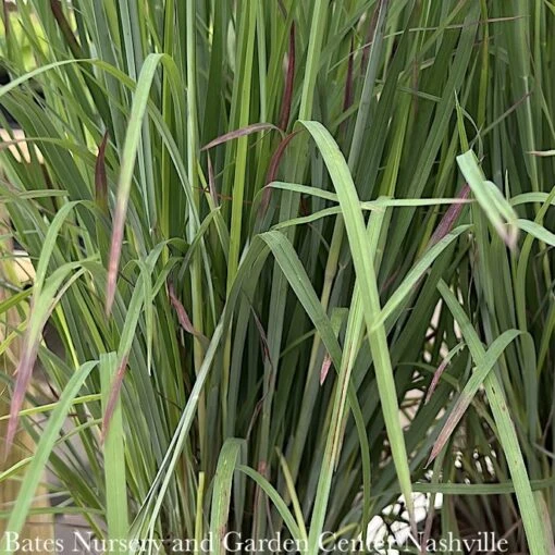 #1 Grass Schizachyrium Scop Standing Ovation/ Little Bluestem Native (TN) - Image 2