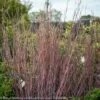 #1 Grass Schizachyrium Scop Standing Ovation/ Little Bluestem Native (TN) -Garden Plant Store 1 grass schizachyrium scop standing ovation little