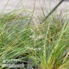 #1 Grass Sporobolus Heterolepis/ Prairie Dropseed Native (TN) 1 #1 Grass Sporobolus Heterolepis/ Prairie Dropseed Native (TN) -Garden Plant Store 1 grass sporobolus heterolepis prairie dropseed na