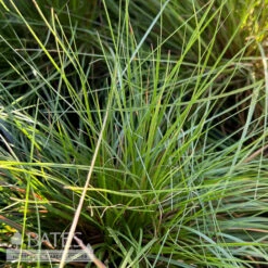 #1 Grass Sporobolus Heterolepis/ Prairie Dropseed Native (TN) -Garden Plant Store 1 grass sporobolus heterolepis prairie dropseed na 2