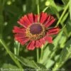 #1 Helenium Aut Siesta/ Sneezeweed Native (TN) -Garden Plant Store 1 helenium aut siesta sneezeweed native tn