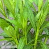 #1 Helenium Autumnale/ Sneezeweed Native (TN)