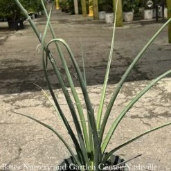 #1 Hesperaloe Parviflora Yellow/ Yucca