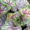 #1 Heuchera Amer Green Spice/ Coral Bells Native (TN) -Garden Plant Store 1 heuchera amer green spice coral bells native tn
