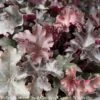 #1 Heuchera Balboa Sunset/ Coral Bells -Garden Plant Store 1 heuchera balboa sunset coral bells
