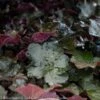 #1 Heuchera Micran Palace Purple/ Coral Bells -Garden Plant Store 1 heuchera micran palace purple coral bells