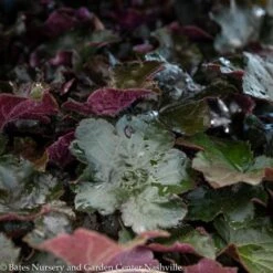 #1 Heuchera Micran Palace Purple/ Coral Bells
