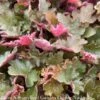 #1 Heuchera Sienna Sunrise/ Coral Bells -Garden Plant Store 1 heuchera sienna sunrise coral bells