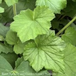 #1 Heuchera Vill AB Autumn Bride/ Coral Bells Native (TN)