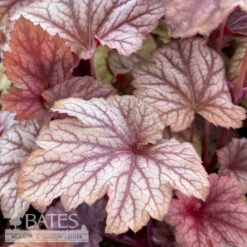 #1 Heuchera X Carnival Watermelon/ Coral Bells -Garden Plant Store 1 heuchera x carnival watermelon coral bells 1