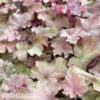 #1 Heuchera X Carnival Watermelon/ Coral Bells -Garden Plant Store 1 heuchera x carnival watermelon coral bells