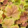 #1 Heuchera X Delta Dawn/ Coral Bells -Garden Plant Store 1 heuchera x delta dawn coral bells