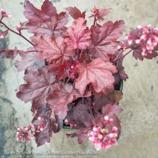 #1 Heuchera X Fire Chief/ Coral Bells - Image 2