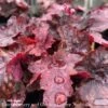 #1 Heuchera X Fire Chief/ Coral Bells -Garden Plant Store 1 heuchera x fire chief coral bells