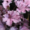 #1 Heuchera X Forever 'Purple'/ Coral Bells -Garden Plant Store 1 heuchera x forever purple coral bells