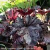 #1 Heuchera X Obsidian/ Black Coral Bells -Garden Plant Store 1 heuchera x obsidian black coral bells