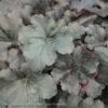 #1 Heuchera X PW Primo 'Black Pearl'/ Coral Bells 2 #1 Heuchera X PW Primo 'Black Pearl'/ Coral Bells -Garden Plant Store 1 heuchera x pw primo black pearl coral bells