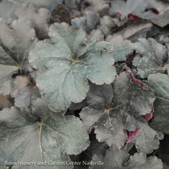 #1 Heuchera X PW Primo 'Black Pearl'/ Coral Bells 3 #1 Heuchera X PW Primo 'Black Pearl'/ Coral Bells