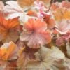 #1 Heuchera X Rich Northern Exposure 'Amber'/ Coral Bells -Garden Plant Store 1 heuchera x rich northern exposure amber coral be