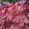 #1 Heuchera X Rich Northern Exposure 'Red'/ Coral Bells -Garden Plant Store 1 heuchera x rich northern exposure red coral bell