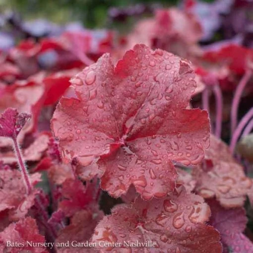 #1 Heuchera X Rich Northern Exposure 'Red'/ Coral Bells