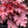 #1 Heuchera X Ruby Tuesday/ Coral Bells -Garden Plant Store 1 heuchera x ruby tuesday coral bells