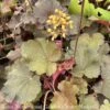 #1 Heuchera X Sirens' Song 'Orange Delight'/ Coral Bells -Garden Plant Store 1 heuchera x sirens song orange delight coral bell